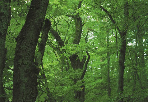 健康・環境対策イメージ 樹木